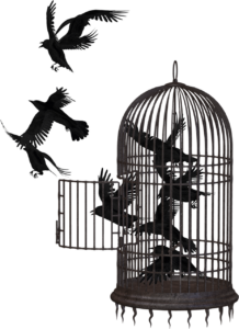 crow, bird cage, cage-2191180.jpg