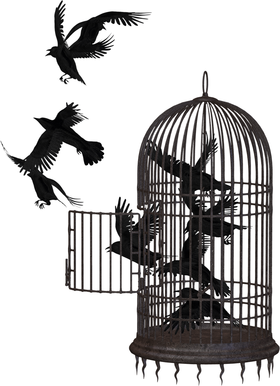 crow, bird cage, cage-2191180.jpg